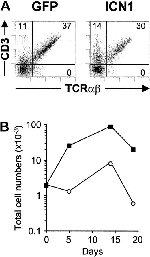 Figure 8. Enforced expression of activated Notch1 drives cellular expansion of β-selected pre-T cells and increases αβ T-cell generation. (A) Flow cytometry analysis of CD3 versus TCRαβ expression on electronically gated GFP+ cells generated from ICN1-transduced (ICN1) or mock-transduced (GFP) β-selected DP CD3lo thymocytes after 14 days in FTOC. (B) Total cell numbers of GFP+-gated cells recovered from ICN1-transduced (▪) or GFP-transduced (○) β-selected thymocytes at the indicated time points in FTOC. Absolute numbers were normalized to 2 × 103 GFP+ transduced cells/lobe. Results are representative of 3 experiments.