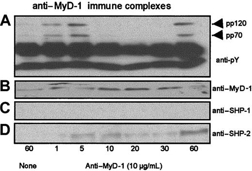 Figure 3. Ligation of MyD-1 induces tyrosine phosphorylation and recruitment of SHP-2. Cells of the human monocyte cell line U937, which expresses surface MyD-1 (results not shown), were incubated in the presence and absence of murine anti-human MyD-1 antibody (ILA24; 10 μg/mL) for up to 60 minutes at 37°C and immune complexes prepared. The induction of tyrosine phosphorylation after crosslinking MyD-1 was assessed by Western blot analysis of anti-MyD-1 immune complexes using the anti-phosphotyrosine mAb, 4G10 (A). Similarly, anti-MyD-1 immune complexes were assessed for MyD-1 (B), SHP-1 (C), or SHP-2 (D) expression as indicated.