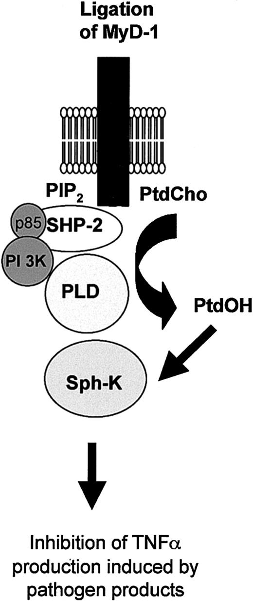 Figure 10. MyD-1 signaling in monocytes. Ligation of MyD-1 results in the tyrosine phosphorylation of MyD-1 and recruitment of SHP-2. Complex formation allows SHP-2 to act as an adaptor for p85 and results in the activation of PI 3-kinase. Generation of PIP3 leads to the activation of PtdCho-PLD, production of PtdOH, and consequent activation of sphingosine kinase.