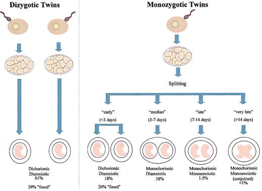 Figure 3. Placental status in twin embryos. Frequency data taken from Strong and Corney.39