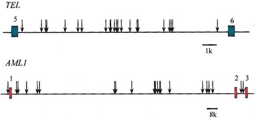 Figure 6. Clonotypic genomic breakpoints in TEL andAML1. Breakpoints in unrelated pediatric patients with ALL. Each arrow is a sequenced breakpoint of individual leukemia. Exons of TEL (in green) and AML1 (in red) are shown. Data are from Wiemels et al.54