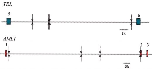 Figure 8. Shared clonotypic TEL and AML1 breakpoints in leukemias from identical twin pairs. Arrows above and below line for TEL and AML1 intron are leukemic pairs. Data from Ford et al,67 Maia et al,68 and Wiemels et al.69,70