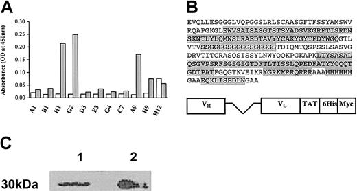Figure 1. Construction of a novel antibody derived from a positive phage clone against Bcl-2 with the TAT sequence. (A) Monoclonal ELISA: binding and specificity of phage clones to GST-Bcl-2. Isolated individual phage clones, after the fourth round of biopanning, were assayed for binding to either GST-Bcl-2 (▦)or GST (□), by phage monoclonal ELISA as described in “Materials and methods.” Three positive clones (H1, G2, and A9) were identified as showing specific binding to GST-Bcl-2. (B) Molecular structure and sequence of the anti-Bcl-2-scFv-TAT. The light and the heavy variable chains were linked by a flexible linker, which confers the possibility of conformational change. (C) Western blot analysis of the purified scFvs-TAT. After purification, the recombinant antibody anti-Bcl-2-scFv-TAT (lane 1) and nonspecific scFv-TAT (lane 2) were electroporated under denaturating conditions, transferred onto nitrocellulose paper and the 30-kDa bands were visualized using protein A-HRP.