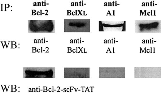 Figure 4. Anti-Bcl-2-scFv-TAT is a Bcl-2-specific antibody. The various antiapoptotic Bcl-2-family proteins were immunoprecipitated (IP) using their specific antibodies. Each immunoprecipitated protein was first identified by Western blotting (WB) with its specific antibody (top row). The same immunoblot was probed with anti-Bcl-2-scFv-TAT and protein A-HRP as secondary antibody (bottom row). One representative experiment of 3 is shown.