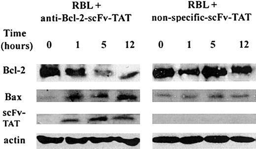 Figure 8. The effect of anti-Bcl-2-scFv-TAT on the level of Bcl-2 and on its interaction with Bax. The level of Bcl-2 protein was analyzed in RBL cells treated for various periods of time with either anti-Bcl-2-scFv-TAT or nonspecific scFv-TAT. After immunoprecipitation with anti-Bcl-2 antibody, Bcl-2 was identified by Western blotting (top row). The same immunoblot was exposed to anti-Bax antibody in order to determine the interaction between Bcl-2 and Bax (second row). The presence of scFv-TAT was visualized using anti-myc antibody (third row). Anti-actin was used as a loading control (fourth row).
