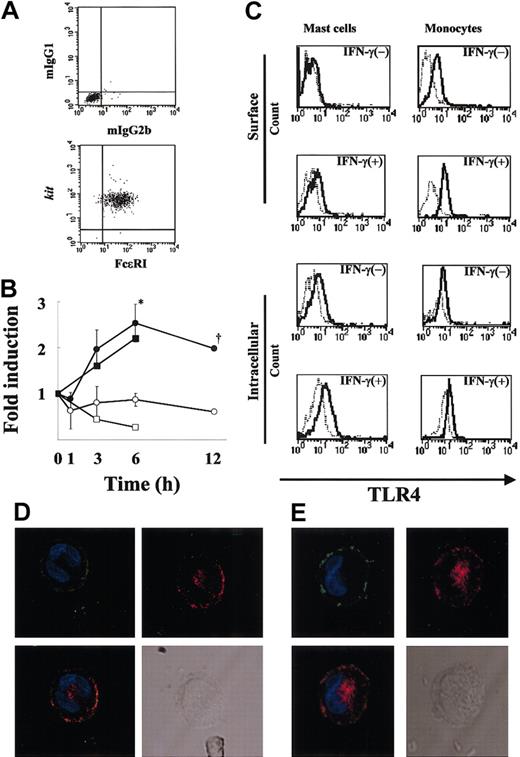 Figure 1. Expression of TLR4 by human MCs. (A) More than 99% of 12-week-old human MC populations stained for FcϵRI and kit (bottom panel) and the isotype controls (mIgG1 and mIgG2b; top panel). (B) Time-course of TLR4 mRNA expression by IFN-γ-treated human MCs (n = 3 donors). Total RNA (100 ng) was used for cDNA synthesis, and the fold change in the TLR4 mRNA level was evaluated by TaqMan analysis as described in “Materials and methods.” The results were expressed as the fold change in the TLR4 mRNA level of IFN-γ-treated cells (•) and untreated cells (○). *P < .05, for the comparison of MCs incubated with IFN-γ versus cells incubated without IFN-γ. Dagger indicates that the experimental number is 2. As a positive control, the fold change in the TLR4 mRNA level of IFN-γ-treated monocytes (▪) and untreated cells (□) is shown. (C) Surface and intracellular expression of TLR4 by human MCs in the presence or absence of IFN-γ. MCs and monocytes were cultured in medium with or without IFN-γ for 24 hours. TLR4 was detected in FcϵRI+ gated cells using biotin-conjugated anti-TLR4 mAb and streptavidin-PE and analyzed by flow cytometry. The isotype control is shown as a light line. As a positive control, monocytes were cultured similarly, and surface and intracellular TLR4 expressions were analyzed by FACS. (D-E) Localization of TLR4 in human cultured MCs (D) and human lung MCs (E). IFN-γ-treated MCs were first incubated with anti-FcϵRI (green) and anti-TLR4 (red), then stained with DAPI (blue). TLR4 is shown alone or merged with DAPI, whereas FcϵRI is shown merged with DAPI. A differential interference image is also shown. Original magnification, × 800.