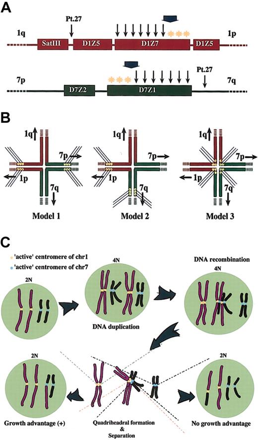 Figure 4. Breakpoint mapping in der(1;7)(q10;p10) and proposed mechanism generating this translocation. (A) Breakpoints are widely distributed within D1Z7 and D7Z1. The ends to the short arm within both alphoids (*) are free from recombinations. A broad arrow indicates the hypothetical critical point on each alphoid. A recombination that occurs beyond this point might compromise segregation of recombined chromosomes and eventually result in their loss. Thin arrows represent the locations of the breakpoints; yellow stars indicate the hypothetic active centromere. (B) Three possible models for the quadriheadral formation with relation to relative location of active centromeres to the breakpoint. Active centromeres may be either contralaterally (Model 1), ipsilaterally (Model 2), or centrally (Model 3) positioned. For the sake of stable maintenance of sister chromatids, the contralateral model might be favored, and only this seems to be compatible with the real distribution of the breakpoints and with allelic distribution in this unbalanced translocation. (C) Proposed mechanism of generation of 46, XY (or XX), +1, der(1;7)(q10;p10). Active centromere sequences on chr1 and chr7 are indicated as yellow and blue circles, respectively. For simplicity, some features of chromosomes are not always as they really are. For example, sister chromatids are depicted separately from before recombination, which should be tightly paired and stuck to each other through cohesion molecules.