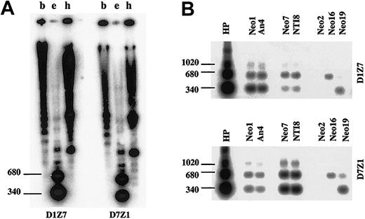 Figure 6. Similarity of the 2 involved alphoid subsets. Southern blot analysis of D1Z7 (pE25.a) and D7Z1 (D7Z16mer) alphoids in total human genome (A) digested with BamHI (b), EcoRI (e), and HindIII (h), as well as in DNAs from human monochromosomal mouse hybrid cells containing chromosome 1 (Neo1 and An4), 7 (Neo7 and NTI8), 2 (Neo2), 16 (Neo16), or 19 (Neo19) digested with EcoRI (B). Locations of dimmer (340 bp), tetramer (680 bp), and hexamer (1020 bp) are indicated to the left. D1Z7 and D7Z1 created a similar hybridization pattern with some cross hybridization with each other.