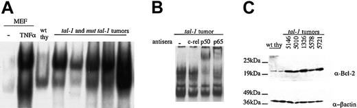 Figure 3. Constitutive NF-κB activation and bcl-2 expression in tal-1 and muttal-1 tumors. (A) Nuclear extracts were prepared from wild-type thymocytes, tal-1 tumors, and mut tal-1 tumors and incubated with a radiolabeled NF-κB consensus oligonucleotide probe. As a positive control for NF-κB activation, nuclear extracts were also prepared from murine embryonic fibroblasts (mef) left untreated or treated with the cytokine TNF-α. The binding reactions were fractionated on a 5% polyacrylamide gel and the DNA-protein complexes were detected by autoradiography. (B)NF-κB complex in tal-1/scl tumors contains p65/p50. Binding reactions were incubated with antibodies against p50, p65, and c-rel prior to separation on a nondenaturing gel. (C) Total cell lysates (50 μg) were fractionated on a 12% sodium dodecyl sulfate-polyacrylamide gel electrophoresis (SDS-PAGE) gel and immunoblotted with an anti-bcl-2 antibody. Lysates were probed with an anti-β-actin antibody to control for the amount of total protein.