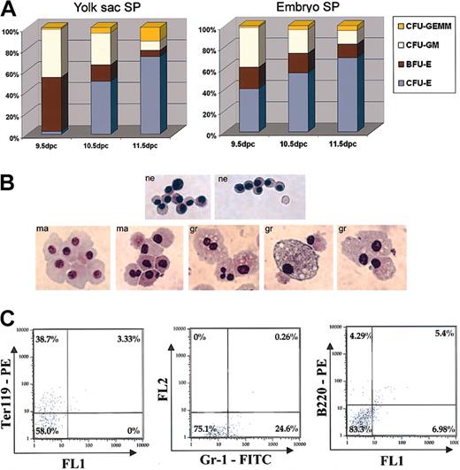 Figure 6. Hematopoietic cell generation by SP cells in MethoCult. (A) Relative frequency of colony formation for YS and embryo SP cells 9.5 to 11.5 dpc. Experiments were performed twice in sextuplicate. (B) Giemsa staining of 14-day MethoCult colonies derived from 10.5 dpc YS SP. Most cells displayed morphology and staining consistent with nucleated erythroblast (ne) cells. A smaller percentage of cells displayed morphology and staining pattern consistent with myeloid cells: macrophages (ma), granulopoetic cells (gr). Original magnification, × 400. (C) Fourteen-day MethoCult colonies derived from 10.5 dpc YS SP stained with lineage antibodies Ter119PE, Gr-1FITC, and B220PE.