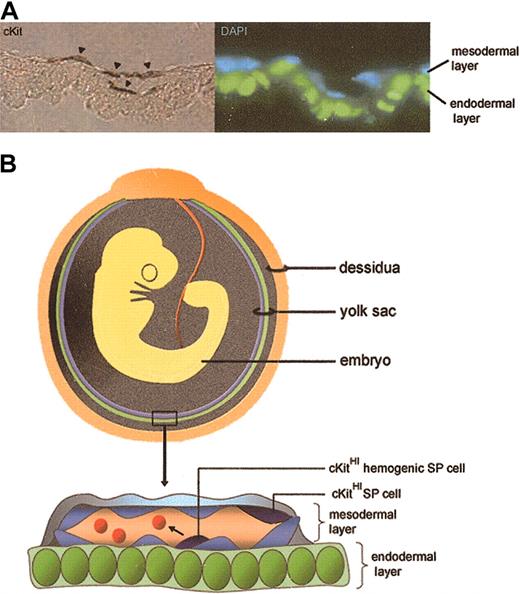 Figure 7. Schematic representation of SP cells in YS. (A) 10.5 dpc YS SP cells identified by cKit staining localize to the mesodermal layer and to clusters of cells within blood vessels (arrowheads). They exhibit endothelial and hematopoietic phenotypic characteristics and demonstrate enriched hematopoietic activity (endodermal layer pseudocolored green). Original magnification, × 1000. (B) Schematic depicting the orientation of endodermal (green) and mesodermal (blue) yolk sac layers in relation to the developing embryo. In the YS close-up, some cKitHI (dark blue) YS SP cells embedded in the endothelium acquire the ability to generate hematopoietic cells (red cells in vessel lumen). Green cells are endodermal cells; light blue cells, endothelial cells.