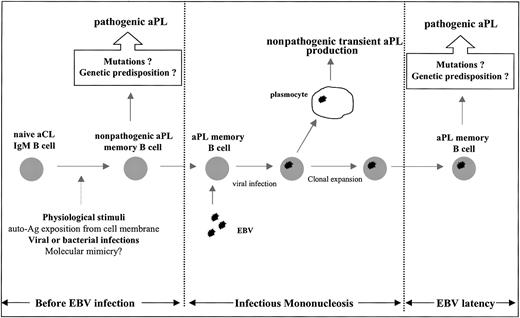 Figure 6. Schematic hypothetical representation of aPL memory B-cell generation before acute EBV infection and of aPL memory B-cell expansion during acute EBV infection. APL memory B cells may appear in healthy individuals by means of physiologic stimuli or infectious diseases. These memory B cells are directly infected by EBV during IMN, leading to transient production of nonpathogenic aPL antibodies and clonal expansion. Genetic predisposition, environmental factors, or acquired additional somatic mutations may lead to the production of pathogenic aPL antibodies (“Discussion,” third paragraph).