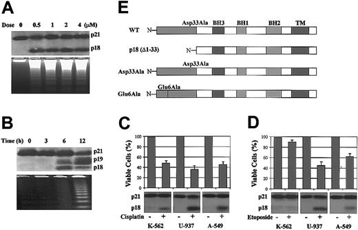 Figure 1. Apoptosis-associated Bax cleavage following drug treatment or IL-3 withdrawal and Bax cDNAs constructs. (A) HL-60 cells were treated with various doses of camptothecin, a DNA topoisomerase I inhibitor, for 20 hours. (B) H-7 cells were deprived of IL-3 for the indicated times. (Upper panels) Proteins were extracted and subjected to SDS-PAGE and Western blotting with anti-Bax antibody. (Lower panels) DNA fragmentations were determined as described in “Materials and methods” to confirm that cells underwent apoptosis. (C) K-562, U-937, and A-549 cells were treated with 20 μM cisplatin for 36 hours. (D) K-562, U-937, and A-549 cells were treated with 50 μM etoposide for 36 hours. Cell viabilities were measured by trypan blue exclusion method. Proteins were extracted and subjected to SDS-PAGE and Western blotting with anti-Bax antibody. Error bars indicate means ± SD (n = 3). (E) WT Bax cDNA was cloned from H-7 cells with a T7 tag at the N-terminal. Asp33Ala, Glu6Ala, and N-terminal-deleted p18 (Δ1-33) Bax cDNA mutants were constructed as described.