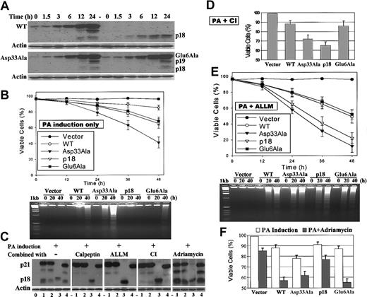 Figure 2. Ponasterone A (PA)-inducible expression of Bax; the effect of cathepsin inhibitors on Bax expression and viability studies. Three separate groups of WT, Asp33Ala, p18, Glu6Ala, or empty vector-transfected 293 cells were used for inducible Bax expression and viability studies as described. (A) Representatives of time course-inducible Bax expressions. Following addition of 6 μM PA, proteins were extracted at the indicated times and subjected to SDS-PAGE and Western blotting with mouse-specific anti-Bax antibody and anti-actin antibody for loading control. (B) Cell viabilities were measured by trypan blue exclusion method following PA-inducible expression of Bax. DNA fragmentations were determined to confirm that cells underwent apoptosis. (C) Twenty-four-hour PA induction of Bax was performed in the presence of 20 μM calpeptin (inhibits calpain) or 40 μM ALLM (inhibits both calpain and cathepsin) or 20 μM cathepsin inhibitor I (CI) or 2 μg/mL adriamycin as described in “Materials and methods.” Lane alignment: 0, vector control; 1, WT; 2, Asp33Ala; 3, p18; 4, Glu6Ala. The representatives of 3 independent experiments were shown. (D) Cell viabilities following 24-hour PA induction of Bax in the presence of CI. (E) Cell viabilities following PA induction of Bax in the presence of ALLM. (F) Cell viabilities following 24-hour combination of PA induction and adriamycin treatment. Error bars in B, D-F indicate means ± SD (n = 3).