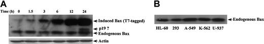 Figure 3. Comparison of induced Bax and endogenous Bax. (A) Comparison between PA-induced Bax and endogenous Bax in 293 cells. Following induction with 6 μ MPA, proteins were extracted at the indicated times and 100 μg lysate of each time point was subjected to SDS-PAGE and Western blotting with anti-Bax antibody (Cell Signaling Technology; reactive to both the induced mouse Bax and endogenous Bax of human 293 cell); (B) Comparison of endogenous Bax between different cell lines. 100 μg lysate from each cell line was subjected to Western blotting with the anti-Bax antibody described above.