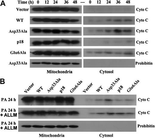 Figure 6. Expression of Asp33Ala or p18 Bax induces more cytochrome c release than WT or Glu6Ala Bax. Following inducible expression, cytosolic and mitochondrial fractions were generated using a digitonin-based subcellular fractionation technique. Equal amounts (50 μg) of mitochondrial and cytosolic fractions were subjected to SDS-PAGE and Western blotting with anticytochrome c antibody and, for negative control, antiprohibitin antibody. (A) Time course cytochrome c release following PA-inducible Bax expression. (B) Cytochrome c release at 24 hours following PA-inducible Bax expression in the absence or presence of 40 μM ALLM.