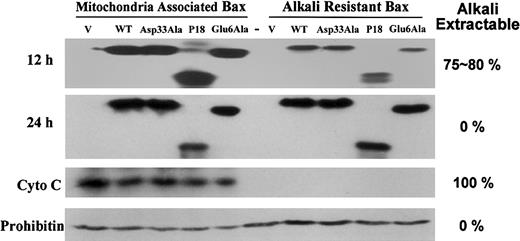 Figure 7. Mitochondrial targeting and membrane insertion of Bax are not affected by N-terminal cleavage or Asp33Ala mutation. Inducible Bax expression was performed in the presence of 40 μM ALLM for the indicated times. The heavy membrane was isolated, and alkali extraction was performed to determine the percentage of the alkali-resistant (integral, nonextractable) Bax contained in the mitochondrial membrane as described in “Materials and methods.” Intermembrane cytochrome c was used as extractable positive control, and inner membrane prohibitin was used as nonextractable negative control.