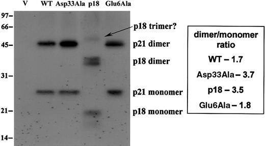 Figure 8. N-terminal cleavage or Asp33Ala mutation appears to enhance homooligomerization of Bax in mitochondrial membranes. Inducible Bax expression was performed in the presence of 40 μM ALLM for 24 hours. The heavy membrane was collected, and cross-linking was performed as described in “Materials and methods.” Then, membranes were lysed and 40μg lysate was analyzed by SDS-PAGE and Western blots with anti-T7 tag antibody.