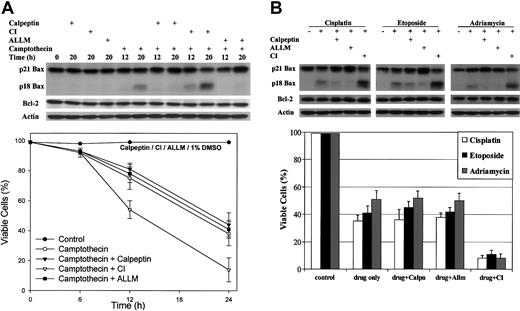 Figure 9. Cathepsin inhibitor I (CI) amplifies drug-induced apoptosis in HL-60 cells. (A) HL-60 cells were treated with 2 μM camptothecin only or in the presence of 20 μM calpeptin (calpain inhibitor), or 20 μM cathepsin inhibitor I (CI) or 20 μM ALLM (inhibits calpain and cathepsin) for the indicated times. (B) HL-60 cells were treated with 20 μM cisplatin, or 50 μM etoposide or 0.5 μg/mL adriamycin alone for 20 hours or in the presence of inhibitor. Control cells were left untreated or treated with either the same dose of inhibitor only or a corresponding volume of dimethyl sulfoxide (DMSO). Proteins were extracted and subjected to SDS-PAGE and Western blotting with human-specific anti-Bax antibody, anti-Bcl-2 antibody, and anti-actin antibody for loading control. Cell viabilities were measured by trypan blue exclusion method. Error bars indicate means ± SD (n = 3).