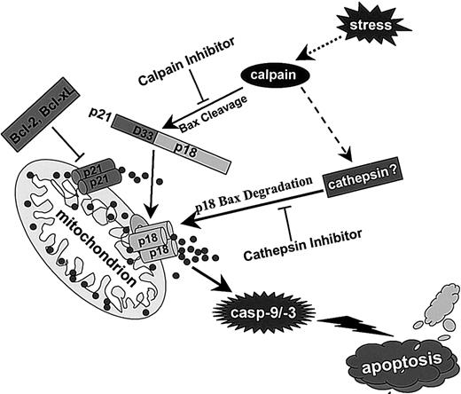 Figure 11. Proposed model: calpain-mediated cleavage of Bax to p18 Bax accelerates stress-induced apoptosis, and a cathepsin-like cysteine protease may rapidly degrade p18 Bax. Although full-length p21 Bax can initiate apoptosis through the mitochondrial pathway, p18 Bax is more potent than WT p21 Bax in disrupting mitochondrial integrity and inducing apoptosis. Therefore, calpain-mediated cleavage of Bax to p18 Bax functions as an amplification step that accelerates the apoptotic process following cytotoxic stress. On the other hand, removal of the N-terminal domain of Bax facilitates the rapid degradation of p18 Bax by a cathepsin-like cysteine protease. This specific proteolytic degradation of p18 Bax may be equivalent to a silencing mechanism for this potent form of Bax to delay cell death or promote survival. Thus, in addition to the executionary consequences of caspase activation, noncaspase cysteine proteases such as calpain and the cathepsin-like protease may be involved in regulating apoptosis through sequential proteolytic processing of Bax and p18 Bax.