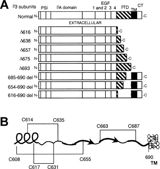 Figure 1. Schematic representations of deletion mutants and disulfide linkages. (A) Schematic representation of the deletion mutants of β3 used for transfection analysis. PSI indicates plexin-semaphorin-integrin domain; EGF, epidermal growth factor domain; βTD, β tail domain; TM, transmembrane domain; and CT, cytoplasmic domain. (B) Schematic representation of βTD and disulfide linkages, according to Xiong et al.20