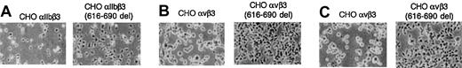 Figure 4. Adhesion of CHO cells stably expressing normal or mutant αIIbβ3 or αvβ3 complexes to solid-phase fibrinogen or vitronectin. Approximately 4 × 105 cells were added to the wells of microtiter plates coated with ligands and incubated at 37°C.Adhesion was examined by phase-contrast microscopy as described in “Materials and methods.” (A) CHO-αIIbβ3 or CHO-αIIbβ3(616-690del) cells were seeded onto plates coated with 10 μg/mL fibrinogen and incubated for 10 minutes. (B-C) CHO-αvβ3 and CHO-αvβ3(616-690del) cells were seeded onto microtiter plates coated with 10 μg/mL vitronectin (B) or 10 μg/mL fibrinogen (C) and incubated for 30 minutes. Original magnification, × 100.