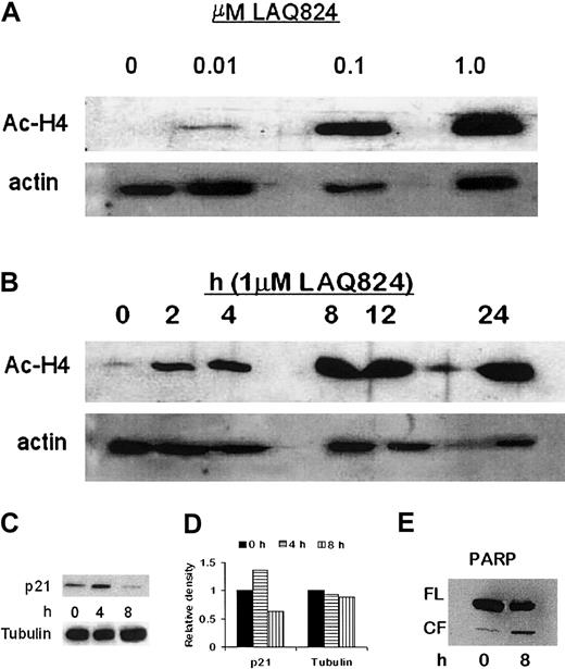 Figure 5. NVP-LAQ824 induces time- and dose-dependent histone hyperacetylation, p21 up-regulation, and PARP cleavage. (A-B) NVP-LAQ824 induced both a time- and dose-dependent increase in histone acetylation at concentrations as low as 0.01 μM after 24 hours, and as early as 2 hours with 1 μM NVP-LAQ824. Immunoblotting with antiactin Ab confirmed equivalent protein loading. Ac-H4 indicates acetylated histone 4. (C) p21 up-regulation was evident as early as 4 hours in treated cells, but returned to below baseline by 8 hours. (D) Densitometric analysis demonstrated a 36% increase in p21 expression at 4 hours. (E) PARP cleavage of an 85-kDa product was observed at 8 hours, consistent with apoptosis. FL indicates full-length fragment; CF, cleavage fragment.