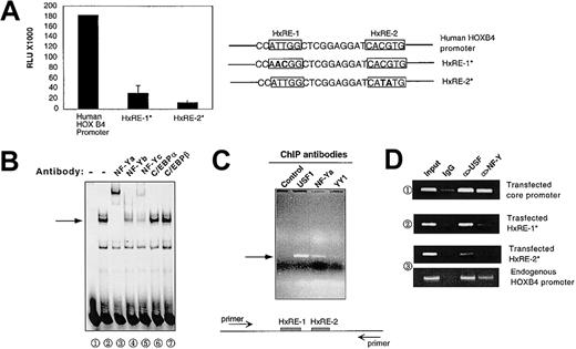 Figure 1. NF-Y binding to the HOXB4 promoter in vitro and in situ. (A) The HxRE-1 site and E-box are essential for HOXB4 promoter activity. A luciferase gene, coupled with a wild-type human HOXB4 5′ regulatory sequence or the mutated form of this sequence at either HxRE-1 (HxRE-1*) or HxRE-2 (HxRE-2*), was incorporated into the endogenous HOXB4 locus of murine ES cells. Luciferase activities of cell lysates from equal amounts of ES cells in each genetic modification were measured in triplicate as described in “Materials and methods.” The data presented are means ± SD. (B) NF-Y binds to the probe containing HxRE-1 site in EMSA. K562 nuclear extract (NE) was incubated with a 32P-labeled short probe containing the HxRE-1 site, and the reaction mixture was then run on a 5% nondenaturing PAGE to detect the specific retarded migrating band (arrow, lane 2). In lanes 3 through 7, K562 NE was pretreated with the indicated antibodies before being incubated with the probe. (C) NF-Y binds to HOXB4 promoter in situ. In ChIP assay, the chemically cross-linked and fragmented chromatins were precipitated by antibodies against NF-Ya, USF1, and Yin Yang protein 1 (YY1), as well as by a control IgG. The presence of HOXB4 promoter within those final precipitates was examined by PCR amplification of a specific 363-bp sequence spanning HxRE-1 and HxRE-2. The PCR primers are depicted as arrows in diagram below. (D) NF-Y and USF specifically bind to HxRE-1 and HxRE-2 sites in situ. Chemically linked chromatin from the K562 cells stably transfected with either pGL-3-HOXB4 core promoter (1), pGL-3-HOXB4 core promoter/mutated HxRE-1 (2), mutated HxRE-2 (3) were precipitated with the antibodies as indicated. Transfected HOXB4 promoter DNA bound within the immunoprecipitates were amplified with primers derived from pGL-3 vector sequence surrounding the inserted wild-type or mutated HOXB4 core promoters.