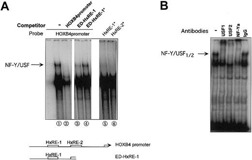 Figure 2. Interaction of NF-Y and USF1/2 in binding to the HOXB4 promoter through the HxRE-1 and HxRE-2 sites. (A) Note a slowly migrating band (arrow) detected when the intact HOXB4 core promoter (99 bp) was used as the probe in an EMSA with K652 cell nuclear extracts (NE) (lane 1). In lanes 2-4, 20 × molar excess of cold wild-type probe, of a truncated HOXB4 probe containing only HxRE-1, or of the truncated form containing the neutralizing HOXB4 mutation HxRE-1* (as depicted in diagram below) was preincubated with K562 NE. In lanes 5 and 6, the HOXB4 core promoter containing either mutated HxRE-1* or HxRE-2* was used as the probe, in the absence of competing probe. (B) EMSA supershift, in which K562 NEs were pretreated with specific antibodies prior to being incubated with HOXB4 promoter probe. The upper EMSA band identified in lane 2 of panel A, which required both intact HxRE-1 and HxRE-2 sites, was disrupted by the antibody against either NF-Ya, USF1, or USF2, but not by the control IgG.