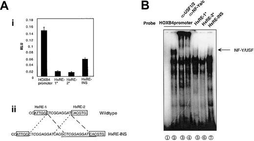 Figure 4. Correlation of NF-Y-USF1/2 multiple protein complex with HOXB4 promoter activity. (A) Proper spacing between HxRE-1 and HxRE-2 is required for full HOXB4 promoter activity. K562 cells were transfected with 10 μg each indicated reporter plasmid, and luciferase activities were measured 48 hours later (i). (ii) HxRE-INS was constructed by inserting a 14-bp sequence (underlined) within the interval between HxRE-1 and HxRE-2, without altering the flanking sequences (italicized). The data presented are means ± SDs of triplicate measurements, from 1 of 3 similar experiments. (B) This insertion mutation between HxRE-1 and HxRE-2 (HxRE-INS) disrupts the cooperative in vitro binding of USF1/2 and NF-Y to the HOXB4 promoter, as detected by EMSA. Wild-type HOXB4 promoter probe was used in lanes 1 through 4; HOXB4 promoter with a mutation at either the HxRE-1 or the HxRE-2 site was used in lanes 5 and 6; and HxRE-INS was used in lane 7. K562 NE was added in lanes 2 through 7. In lanes 3 and 4, the NEs were pretreated with USF1/USF2 antibodies and NF-Ya/NF-Yc antibodies, respectively.