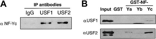 Figure 5. Complexes of NF-Yc with USF2 and USF1 in K562 cell lysates. (A) K562 cell lysate was immunoprecipitated by the antibody against either USF1 or USF2, and the resulting precipitates were probed with the antibodies against 3 subunits of NF-Y. No signals were detected with anti-NF-Ya or anti-NF-Yb. (B) K562 NE was incubated with sepharose bead-linked GST-NF-Ya, GST-NF-Yb, or GST-NF-Yc fusion protein individually. After extensive washing, the bound products were eluted and then probed by the antibody against either USF1 (top blot) or USF2 (bottom blot) in Western blotting.