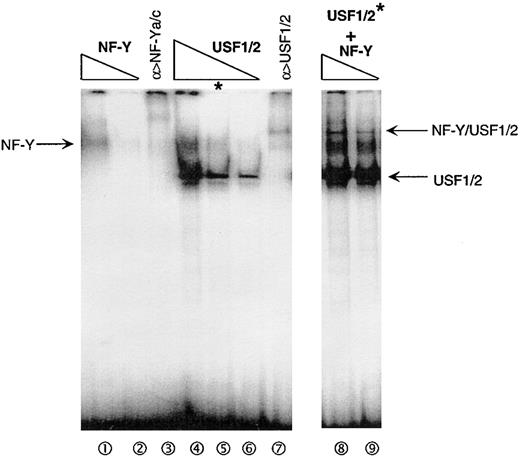 Figure 6. Cooperation of NF-Y and USF1/2 in binding to the HOXB4 promoter in vitro. Varying concentrations of recombinant GST-NF-Y or GST-USF1/2 protein, alone or in combination, were incubated with HOXB4 core promoter, and their interactions were tested in vitro by EMSA. Lanes 1 and 2 show the incubation of 2 and 0.7 ng GST-NF-Ya/b/c with 32P-labeled HOXB4 promoter probe; in lane 3, GST-NF-Ya/b/c used in lane1 plus 1 μg NF-Ya/c antibodies was added to the reaction. Lanes 4, 5, and 6 show the addition of 6, 2, and 0.7 ng GST-USF1/2, respectively, in the reaction; in lane 7, 2 ng GST-USF1/2 and 1 μg USF1/2 antibodies were added. In lanes 8 and 9, the same amounts of GST-NF-Ya/b/c protein were added to reaction as in lanes 1 and 2, together with 2 ng GST-USF1/2.