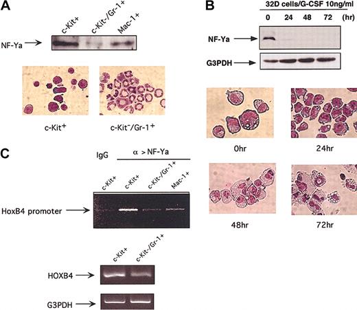 Figure 7. Down-regulation of NF-Ya nuclear protein levels and its regulation on HOXB4 expression with hematopoietic differentiation. (A) NF-Ya protein levels decrease with terminal myeloid differentiation. Western blotting was used to measure 10 μg nuclear protein extracted from primary c-Kit+ and c-Kit-Gr-1+ BM cells as well as spleen Mac-1+ cells. (B) Primitive 32D cells maintained in IL-3 were washed and induced to granulocytic differentiation by 10 ng/mL G-CSF, and NF-Ya levels were measured by Western blotting at indicated time points. The morphology of 32D cells during differentiation is shown (original magnification, × 1000). Note that the level of NF-Ya declines rapidly and precedes the differentiation to mature granulocytes. (C) NF-Ya/HOXB4 ChIP assays in c-Kit+ premature BM cells versus mature granulocyte and monocytes/macrophages. Cross-linked chromatin fragments from 5 × 106 indicated cells were precipitated with NF-Ya antibody, and the abundance of HOXB4 promoter sequence in final precipitates was assessed by PCR amplification as described in Figure 1C. One of 2 experiments with similar PCR results is shown. The HOXB4 mRNA levels in indicated cells were examined in parallel by RT-PCR (bottom lane).