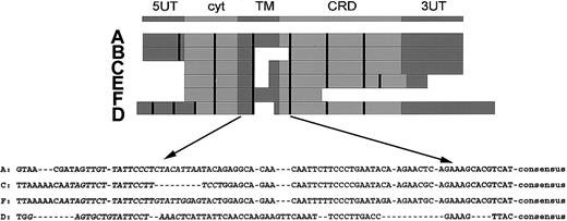 Figure 1. Structure of the NKG2 family and the RT-PCR strategy. The upper part shows the consensus structure of the NKG2 family, including a 5′ untranslated region (UT), an intracytoplasmic domain (cyt), a transmembrane domain (TM), an extracellular carbohydrate recognizing domain (CRD), and a 3′ UT. The middle part shows alignment of the cDNA sequences, in which the exon boundaries are marked by the vertical bars. The lower part shows sequences of the TM-CRD junction used for RT-PCR. The exon encompassing the TM-CRD junction spans nucleotides 448 to 501 (A), 294 to 338 (C), 580 to 619 (D), and 469 to 522 (F). The sequences used for the forward primers are in italicized letters. The consensus sequence, 5′-TGTGGCCCTTGTCCTGAAAAGTGGAT-3′, is used for the binding of reverse primer. The figure is drawn to show relative position only but is not proportional to exact sizes.