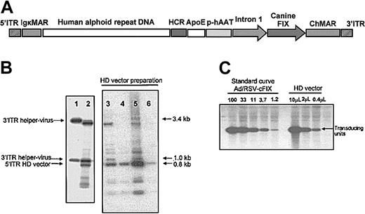 Figure 1. Description and production of the HD vector AdFTC/cFIX/ChMAR. (A) DNA sequences used for production of the helper-dependent (HD) vector AdFTC/cFIX/ChMAR. The canine coagulation factor IX (cFIX) expression cassette contains the human α-1-antitrypsin promoter (hAAT-p), the 2 liver specific enhancers apolipoprotein E (ApoE) and hepatocyte control region (HCR), the cFIX cDNA, and a portion of the first intron from the human F9 gene. A 16.2-kb fragment of alphoid repeat DNA fragment from human chromosome 17 is flanked by a 4.2-kb fragment containing the left terminus of adenovirus type 5 (nt 1-452), 2 copies of the immunoglobulin κ MAR (IgκMAR), and by a 7.2-kb fragment containing the HCR enhancer, a multiple cloning site (MCS), the hFIX expression cassette, and the right terminus of adenovirus type 5 (nt 35796-35935). (B) The ratio of HD vector and helper virus in final preparations was determined by Southern blot analyses. We isolated the viral DNA from the purified particles and performed a Southern blot, which was hybridized with a probe (NotI/SacI fragment from p72N5′ITRIgκMAR/SalI) that was able to visualize the ratio between helper virus genomes and HD vector genomes. Shown are 4 different preparations (lanes 3-6) of the HD vector AdFTC/cFIX/ChMAR of which only the best were used for gene transfer. As controls, the viral DNA from purified helper virus particles (lane 1) and the total DNA of C7-Cre cells at serial passage one during viral production (lane 2) were isolated. (C) The amount of transducing units in final preparations of the HD vector AdFTC/cFIX/ChMAR was determined by a quantitative Southern blot.