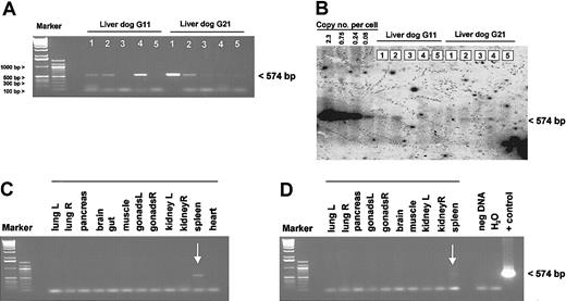 Figure 5. Tissue distribution of HD vector genomes after gene transfer. Total gDNA was isolated from different organs from both dogs, G11 and G21. The biodistribution study was performed 5.5 months after injection for dog G11 and 2 months after injection for G21. For regular PCR analyses, 500 ng genomic DNA from various tissues was used. The genomic DNA liver samples from both dogs were analyzed by PCR (A) and quantitative Southern Blot analyses (B). Detection of vector genomes in different organs from dog G11 (C) and G21 (D). Liver 1, caudate; liver 2, right medial; liver 3, quadrate; liver 4, left; liver 5, right lateral; muscle, intercostal muscle; gut, duodenum; and brain, medulla.