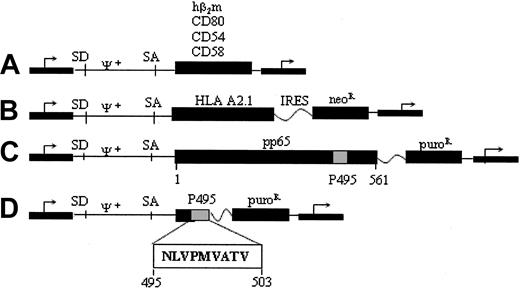 Figure 1. Vectors used to engineer AAPCA2 AAPCA2P495 and AAPCA2pp65. Monocistronic retroviral vectors were used to express human β2 microglobulin (hβ2m) and the costimulatory molecules CD80 (B7.1), CD54 (LFA-3), and CD58 (ICAM-1). (A) Bicistronic vectors were used to express HLA A2.1 (B), the CMV protein pp65 (C), and the CMV peptide P495 (D) using an internal ribosomal entry site (IRES) linked to either neomycin phosphotransferase (neoR), or puromycin-N-acetyltransferase (puroR). SD indicates splicing donor; SA, splicing acceptor; and ψ+, extended packaging signal.