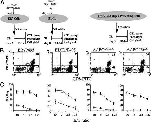 Figure 4. Comparison of CTLs activated on ER- PBMCs, BLCLs, AAPCA2P495 or AAPCA2pp65. (A) T cells were purified from PBMCs by positive selection using sheep red cell rosetting (SRCR). T cells were used as responders in cocultures with ER- PBMCs, BLCLs, or AAPCs. All cocultures were started with the same number of responder cells in 24-well tissue-culture plates (1 × 106 T cells/well). IL-2 was added on day 7 to all cocultures and every third day afterward. Cytotoxicity assays and immunophenotyping were performed on days 10 to 14. (B) CD8 and HLA A2.1/P495 tetramer staining on the same day for all cocultures. The percentage of P495-specific CD8 cells in the culture is 20% for ER-PBMCs, 9% for BLCLs, 14% for AAPCA2P495, and 34% for AAPCA2pp65. (C) Cytotoxicity assays against T2 targets done on the same day as immunophenotyping (B) are shown for CTLs activated on autologous ER- PBMCs pulsed with P495, autologous BLCLs pulsed with P495, AAPCA2P495, or AAPCA2pp65. ♦ indicates T2 cells pulsed with flu; ▪, T2 cells pulsed with P495. CTLs activated on ER- PBMC lyse T2 cells pulsed with P495 but also T2 cells pulsed with flu at the higher E/T ratio. CTLs activated on AAPCA2pp65 show the highest level of cytolysis of T2 cells pulsed with P495 and very low cytolysis of T2 cells pulsed with flu. Similar results were obtained with 3 different donors.