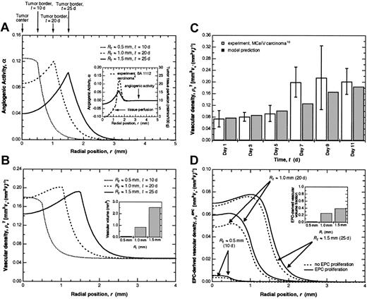 Figure 2. EPC contribution to tumor angiogenesis.(A) The angiogenic activity α as a function of position for tumors of different radii: Rt ≈ 0.5 mm, t ≈ 10 days (d); Rt ≈ 1.0 mm, t ≈ 20 d; and Rt ≈ 1.5 mm, t ≈ 25 d. As the tumor grows, the highest angiogenic activity becomes localized near the periphery and extends beyond the tumor boundary for a distance approximately equal to the tumor radius, meaning that angiogenesis is stimulated in the adjacent normal tissue as well. Far from the tumor, α approaches zero, indicating a balance between angiogenesis stimulators and inhibitors resulting in a stable vascular network. The inset shows the correlation between experimental perfusion measurements10 and angiogenic activity. (B) Total vascular density as a function of position for tumors of different radii. The tumor initially has a radius of 300 μm and a vascular density equal to that of the normal tissue. Since the vascular density profiles are assumed to mirror the α profiles9 (A), the highest vascular density becomes localized near the periphery as the tumor grows. Vascular volume also increases with tumor size as expected (inset). (C) Model predictions of total vascular density agree well with experimental data17 during the early stages of tumor growth. Experimental data are given as means ± SD. (D) EPC-derived vascular density as a function of position for tumors of different radii. EPC proliferation makes only a modest contribution to vascular density compared with the case in which EPCs do not proliferate. The inset shows the predicted increase in EPC-derived vascular volume fraction as tumor size increases.