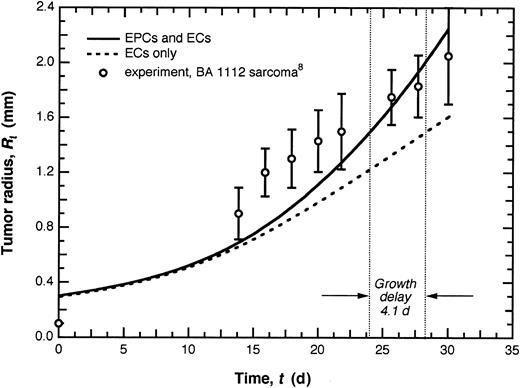 Figure 3. EPC contribution to tumor growth. Tumor growth curves for the case in which both ECs and EPCs contribute to angiogenesis and that in which the EPC contribution is neglected. Model predictions for the case in which both ECs and EPCs are present were generated by comparing with experimental tumor growth data10 for tumors of comparable size. When the EPC contribution is ablated, the tumor exhibits a growth delay of 4.1 d or 14%. (Growth delay is defined here as the difference in time required for 2 tumors growing at different rates to reach a given size, Rt ≈ 1.5 mm. The percentage indicates the fraction of the total time attributable to some intervention that retards growth.) Experimental data are given as means ± SD.