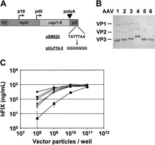 Figure 1. Characterization of AAV vector types 1 to 6 for expression of hfIX. (A) Structure of AAV pseudotyping helper plasmids. All helper constructs contain the AAV-2 rep gene, together with the cap gene of one of the 6 AAV serotypes. Other elements shown are the AAV-2 promoters (p5, p19, and p40), the AAV polyA signal, and the frt sequence upstream of the rep gene. Depicted also is the mutation of the p5 TATA box, from the genuine sequence as present in wild-type AAV-2 plasmid pSM620 (top) to a modified sequence (bottom). As a result, the constructs express lower amounts of large Rep but greater amounts of small Rep proteins than a nonmodified helper plasmid (data not shown). (B) Analysis of vector particle purity. A recombinant AAV-2 genome expressing the hfIX gene was cross-packaged into capsids of AAV serotypes 1 to 6. Then 5 × 1010 genome-containing particles were subjected to SDS-PAGE silver stain. This revealed 3 protein bands (VP1, VP2, and VP3) in each sample, corresponding to the proteins of the particular AAV capsid (as a reference, capsid proteins of AAV-2 are marked on the left side). Notable is the absence of other protein bands demonstrating the high purity of the preparations. The fact that ratios of capsid proteins to genome copy numbers were constant for all AAV types was also evident. Note that the capsid proteins of the 6 AAVs differ slightly in their gel migration pattern, though the corresponding cap genes have nearly identical lengths. (C) Analysis of hFIX expression in cell culture. HepG2 cells were infected with the 6 different vector preparations, and hFIX protein levels in the media were quantified as detailed in “Materials and methods.” ▪ indicates AAV-1; ▪, AAV-2; ▴, AAV-3; ×, AAV-4; ♦, AAV-5; and •, AAV-6. Values shown are mean ± SD (n = 3).