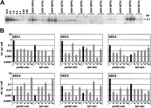 Figure 4. Distribution of AAV vector DNA in murine tissues. (A) Southern blot analysis for determination of double-stranded vector genome copy numbers per diploid genomic equivalent. Total DNA was extracted from livers of C57Bl/6 mice 6 weeks after portal vein (pv) or tail vein (tv) injection with 2 × 1011 hFIX-expressing AAV vector particles of types 1 to 6. Twenty micrograms DNA was digested with a combination of BamHI and XhoI (leaving a 3.1-kb fragment), separated on a 0.8% agarose gel, and hybridized with a vector sequence-specific probe. Lanes labeled 10.0 to 0.00 are vector genome copy number standards, and all other lanes represent samples from individual mice. (B) Genomic DNA was isolated from 6 different tissues of the same mice described in (A), and AAV genomes were detected and quantified by Q-PCR. Tissues were liver (l), heart (h), kidney (k), spleen (s), brain (b), and lung (lu). Shown are relative genome copy numbers (liver samples from mice injected with AAV-6 through the portal vein served as internal standard and were set to 1; see Table 1) per diploid cell (mean ± SD; n = 3), with liver samples highlighted by dark bars.