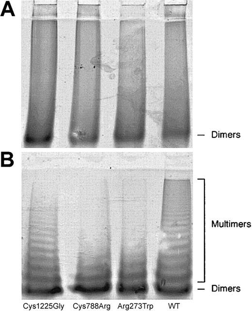 Figure 5. Multimer analysis following rVWF expression. HEK293 cells were transiently transfected with WT and mutant rVWFs. Samples of cell lysate (A) and media (B) were prepared as described in “Materials and methods” and were electrophoresed in 1.5% agarose/0.1% SDS gels under nonreducing conditions. Multimers were visualized by means of a polyclonal rabbit antihuman VWF serum and alkaline phosphatase-conjugated swine antirabbit immunoglobulins.