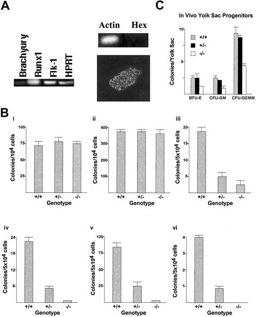 Figure 1. The effect of Hex deletion on embryonic hematopoiesis. (A) RT-PCR and morphology of BL-CFC hemangioblast colonies. In vitro formation of definitive hemangioblasts from day-3 EBs expresses low levels of Brachyury, but high levels of Runx1 and Flk-1, and has characteristic BL-CFC colony morphology.1,4 Hex is not expressed in these BL-CFCs by RT-PCR. BL-CFC colony morphology is shown at × 40 magnification. (B) Primitive and definitive hematopoietic progenitor assays from in vitro differentiation of Hex-/-, Hex+/-, and Hex+/+ EBs. There was no effect of the deletion of the homeoprotein Hex on in vitro formation in day-3 EB hemangioblasts (i) and day-6 EB EryPs (ii). However, there was a dose-dependent requirement for the presence of Hex for the proper development of in vitro EB definitive BFU-E (iii), CFU-GEMM (iv), CFU-GM (v), and CFU-Meg (vi) hematopoietic progenitors. All assays were performed 3 times in triplicate. (C) Measurement of in vivo day-8.5 yolk sac hematopoietic progenitor formation. Both primitive and definitive hematopoietic progenitors are present at this stage and are measured together in this assay. The lack of Hex also reduces the ability of yolk sacs to develop in vivo in hematopoietic progenitors (n = 41 embryos). Error bars represent SEM.