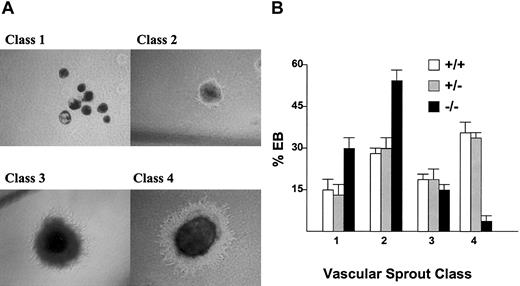 Figure 2. The effect of Hex deletion on in vitro vascular sprout formation in differentiating EBs. (A) The 4 classes of vascular sprout development in EBs, as described in “Materials and methods.” Original magnification, × 10. (B) The percent of EBs in each class by Hex genotype. There were fewer CD31+ mature vascular tubules in the Hex-/- EBs. Assays were preformed 3 times in triplicate. Error bars represent SEM.