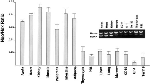 Figure 3. Analysis of the ability of Hex-/- ES cells to contribute hematopoietic tissues in chimeric mice. The ratio of Hex-/- DNA to Hex+/+ DNA in specific organs or flow cytometrically sorted individual hematopoietic cell types was obtained using normalized multiplex PCR. The expected ratio would be 1.0 if both Hex-/- and Hex+/+ cells contributed without bias to tissue development. There were only rare contributions from Hex-/- ES cells to any hematopoietic cell type. Aorta will contain smooth muscle, which does not require Hex. Each ratio is the averaged value from 4 distinct mice analyzed individually. Error bars represent SEM. Inset shows genomic PCR of Hex chimeric mice.