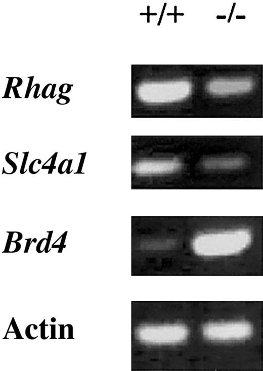 Figure 4. RT-PCR expression analysis of 3 genes found to be regulated by Hex in the microarray experiments shown in Tables 1, 2. The expression of Rhag and Slc4a1 are decreased, whereas Brd4 is increased. These are the same results seen in the microarray analysis, validating the microarray findings.