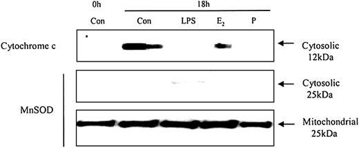 Figure 11. The effects of estradiol and progesterone on spontaneous cytochrome c release: Western blot and the expression of MnSOD in cytosolic and mitochondrial fractions. Cytoplasmic fractions were also extracted at 18 hours from control neutrophils and cells incubated with LPS, estradiol, progesterone, or both (10-8 g/mL). Cytosolic cytochrome c release was assessed using Western blot analysis. Cytoplasmic and mitochondrial fractions were also stained with MnSOD polyclonal antibody. Each blot represents 1 of 3 separate independent experiments.