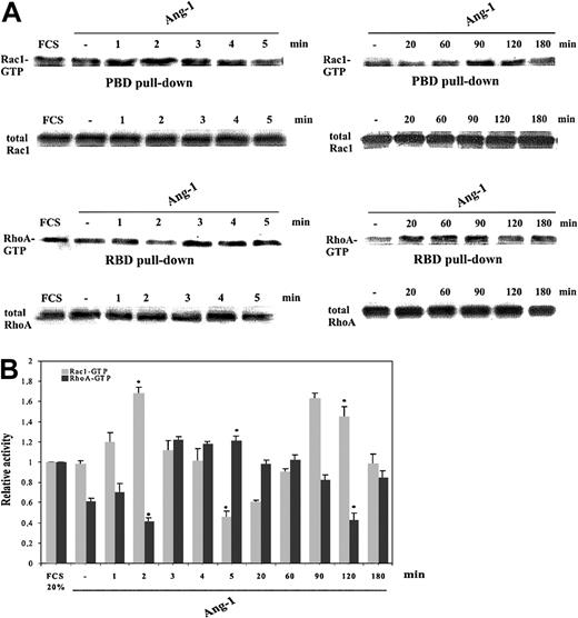 Figure 2. Modulation of Rac1 and RhoA activity induced by Ang-1. (A) Starved, subconfluent ECs stimulated with Ang-1 (20 ng/mL) or vehicle underwent pull-down assays. The leftmost lanes indicate Rho GTPase activity in the presence of FCS (20%). (B) The results of densitometric analysis of Rac1-GTP (▦) and RhoA-GTP (▪) were normalized to total Rac1 and RhoA in whole cell lysates and expressed relative to the basal value of cells maintained in 20% FCS. (Means ± SDs of 5 independent experiments; *P < .05 versus starved unstimulated cells by Student t test).