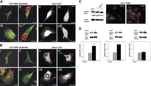 Figure 4. Subcellular localization of RhoA-GTP, Rac1-GTP, and Cdc42-GTP, and of GFP-tagged Rac1 and RhoA. (A) ECs (i-iv) and ECs carrying Rac1-GFP (v-viii) were starved and stimulated with vehicle (i,v) or with Ang-1 (20 ng/mL) for 2 (ii,vi), 5 (iii,vii), and 120 (iv,viii) minutes. Panels i-iv are merged images of F-actin (green) and GST-PBD (red). Arrows indicate lamellipodia. (B) ECs (i-iv) and ECs carrying RhoA-GFP (v-viii) were starved and stimulated with vehicle (i,v) or with Ang-1 (20 ng/mL) for 2 (ii,vi), 5 (iii,vii), and 120 (iv,viii) minutes. Panels i-iv are merged images of F-actin (green) and GST-RBD (red). The arrowhead and the white arrows indicate F-actin cables and ruffles, respectively. (C) Starved, subconfluent ECs were stimulated for 2 hours (or 2 minutes, not shown) with vehicle or Ang-1 (20 ng/mL) and underwent pull-down and immunolocalization assays with GST-WBD. (D) Pull-down assays for Rac1, RhoA, and Cdc42 from lysates of fixed and permeabilized ECs. The results of densitometric analysis of Rac1-GTP, RhoA-GTP, and Cdc42-GTP where normalized to total Rac1, RhoA, and Cdc42 in whole cell lysates and expressed to the basal value of unstimulated cells (mean ± SDs of 3 independent experiments). Bars indicate 10 μm. Figures are representative of at least 3 experiments.